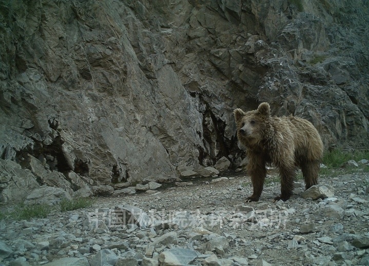 В Китае впервые обнаружен гобийский бурый?медведь