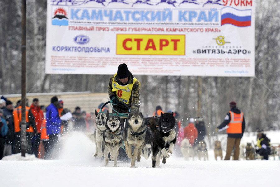 Гонки на собачьих упряжках "Берингия 2013" (6)