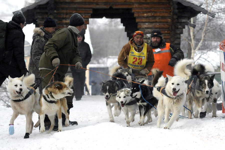 Гонки на собачьих упряжках "Берингия 2013" (5)