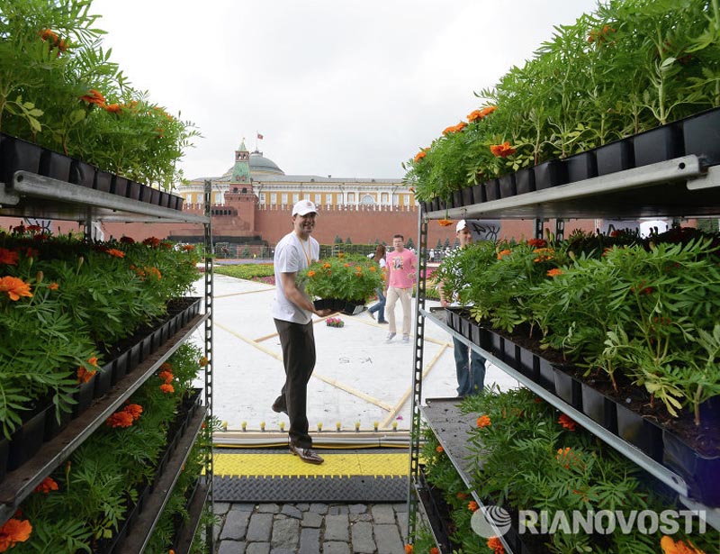 Монтаж цветочного ковра на Красной площади (5)