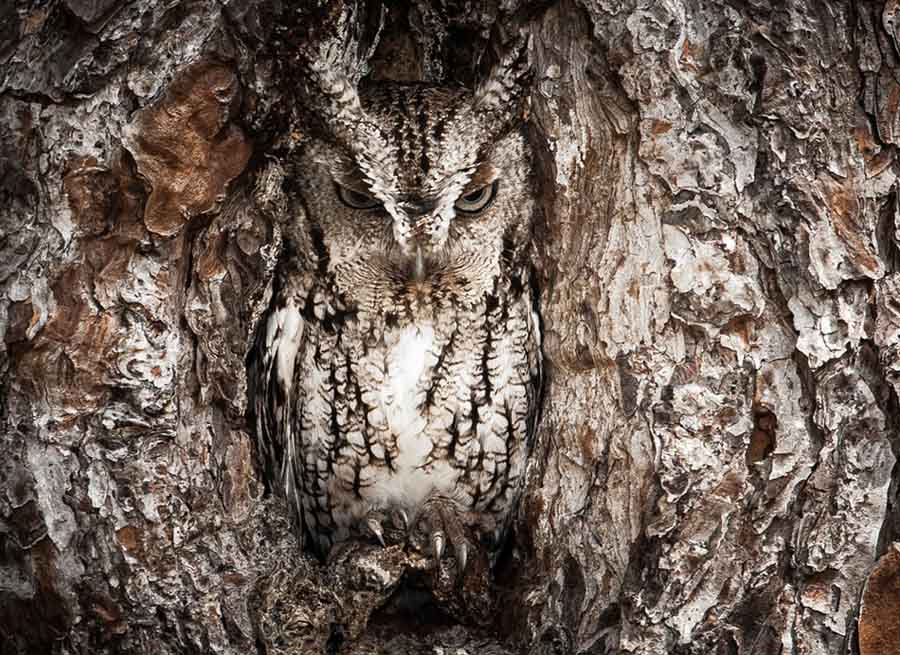 Отличная фотография: Портрет североамериканской совки. Фотограф: Грэм МакДжордж (Graham McGeorge)