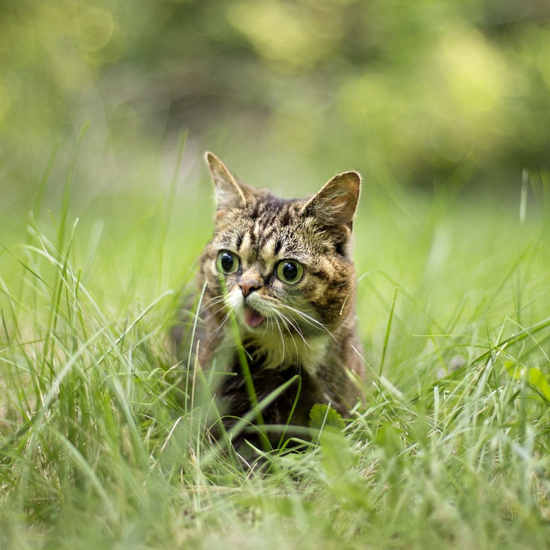 Самая удивительная кошка Лил Баб (11)