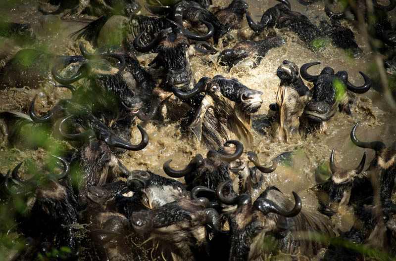 Лучшие фотографии  с конкурса National Geographic 2013 (36 Фото) (14)