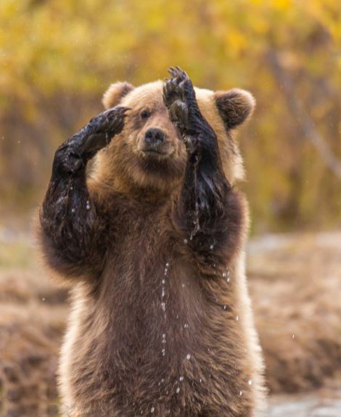 Медведь ?помахал лапой? фотографу (4)