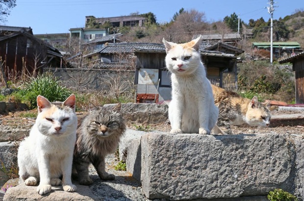 Кошачий остров в Японии, где кошек больше, чем людей (9)