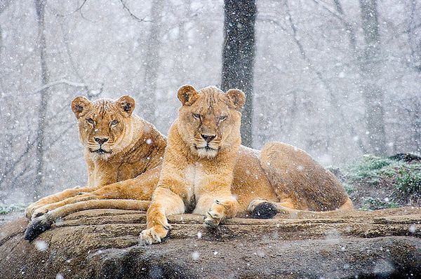 Фото животных (14)